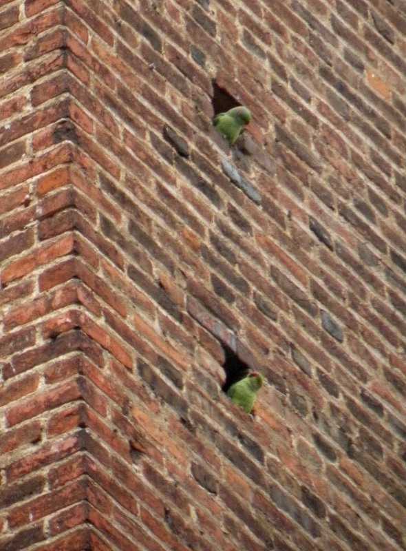 Parrocchetti dal collare a Pavia